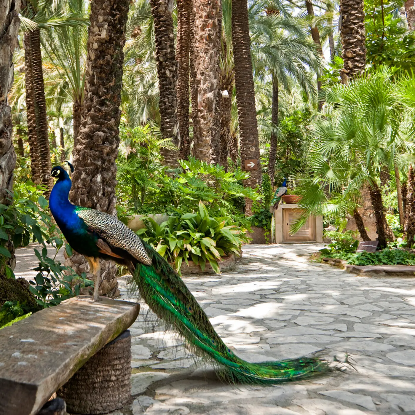 La Palmeraie d'Elche, classée au patrimoine mondial de l'UNESCO, près de Torrevieja